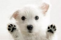 pic for Cute White Puppy 